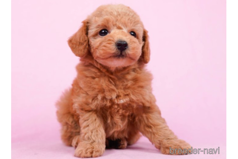 成約済の東京都のタイニープードル-222815の4枚目